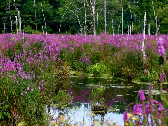 Lythrum salicaria
